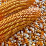 the image show the cord